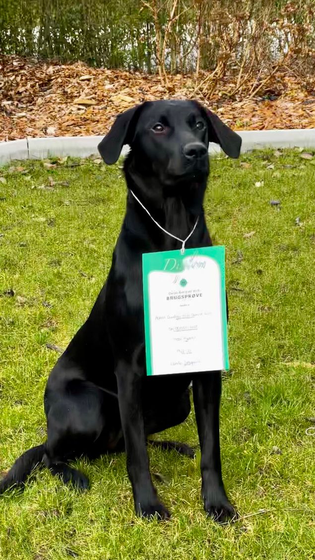 Ashhill Gundogs Irish Bonnie Lass bestod i dag brugsprøven med Max point.