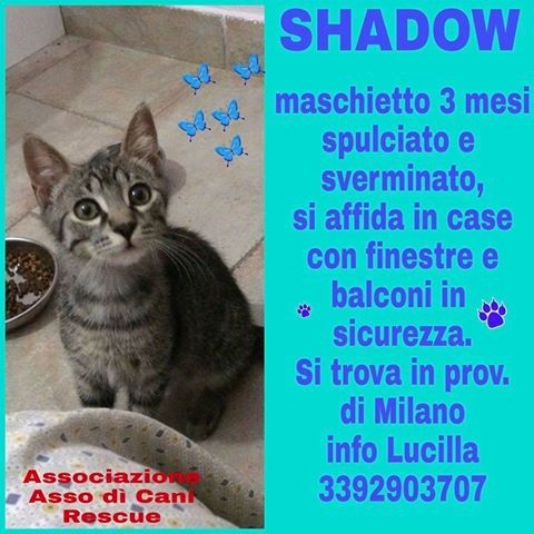 ADOTTATO!!!!