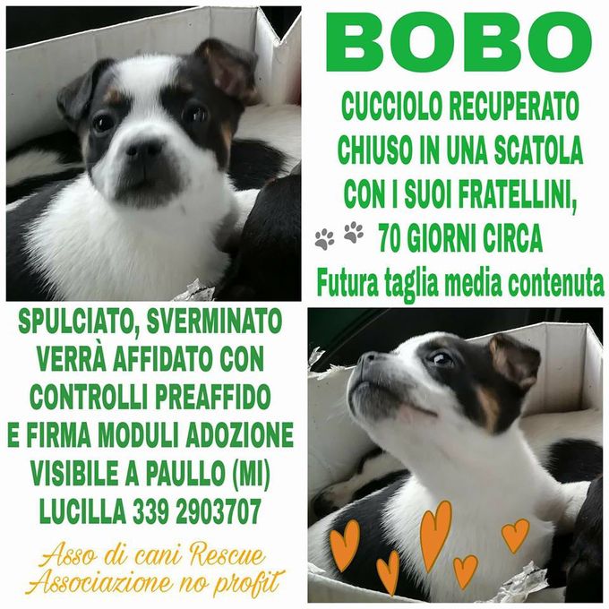 !!!ADOTTATI!!!