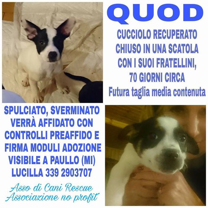 !!!ADOTTATI!!!