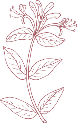 lien - chevrefeuille-graphisme atelier du massage dijon