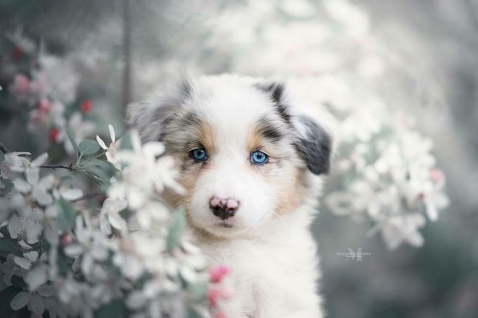 Chicky (Yindi's Blue Milky Way) is een dochter van onze Yindi x Remi van maart 2018 
