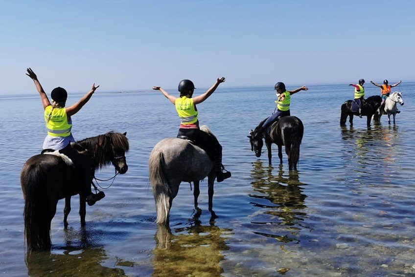 Bildspel 2013-2019 | Islandshästföreningen Austur