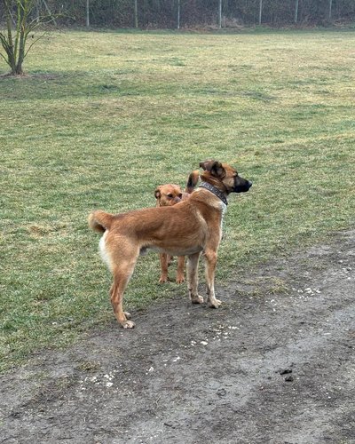 Balou