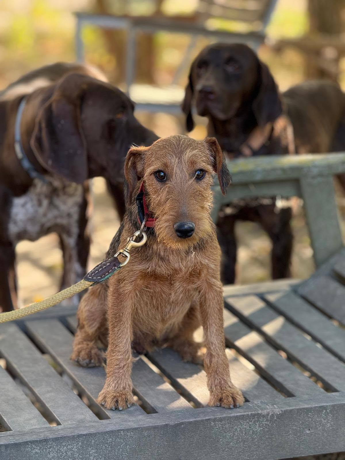 Berti