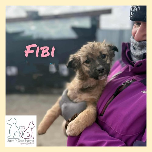Fibi