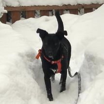 Gino