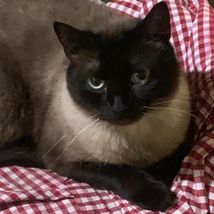 Kissa