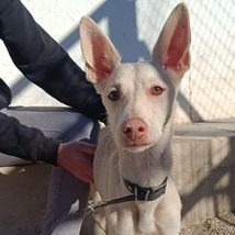 Koda
