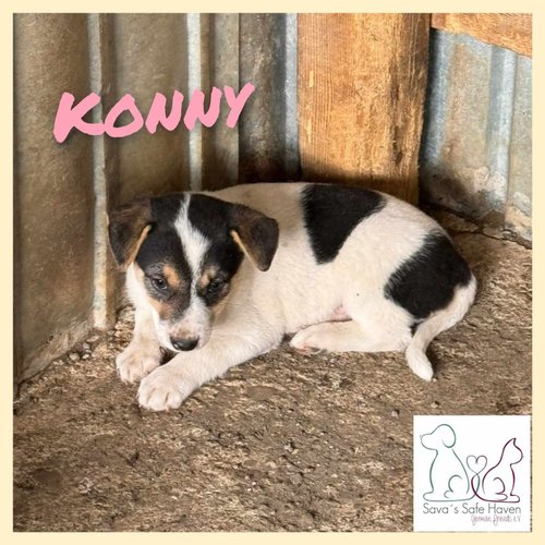 Konny