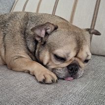 Lola