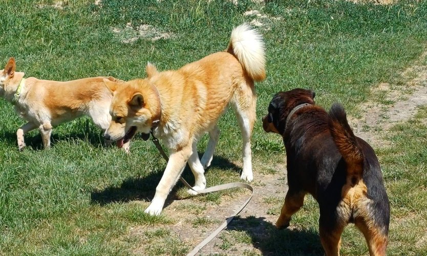 Macko