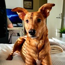 Manu