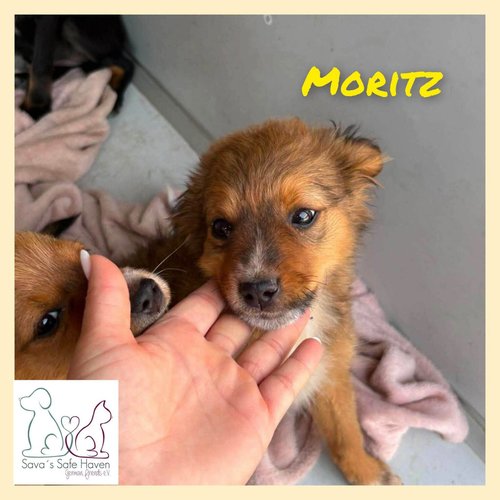 Moritz