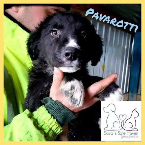 Pavarotti