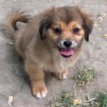 Pentu