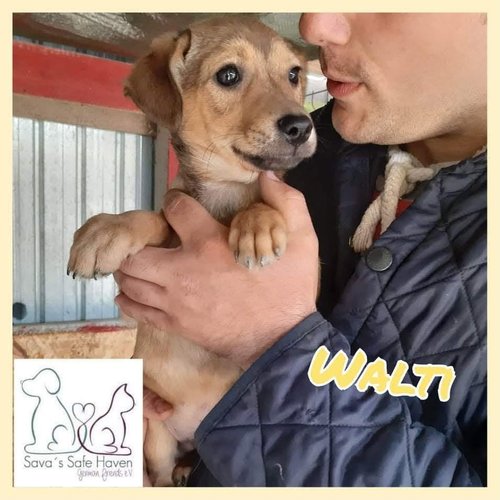 Walti