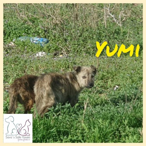 Yumi