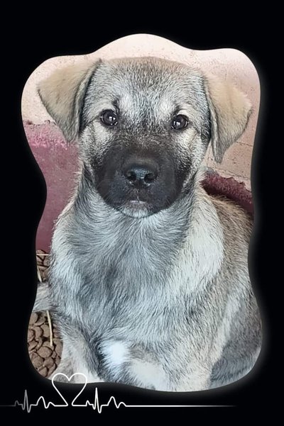 Zuma