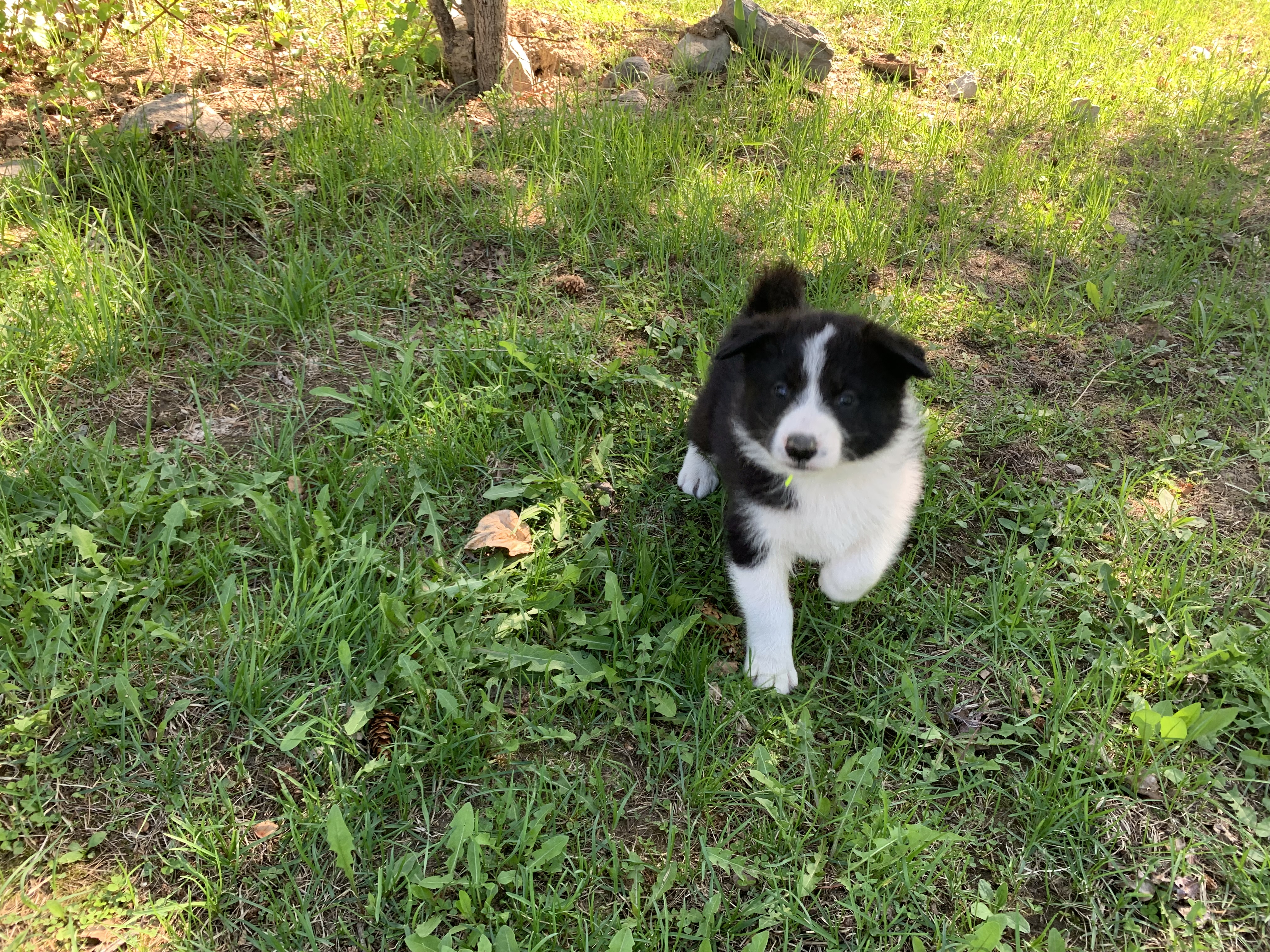 2 Dark Green Collar