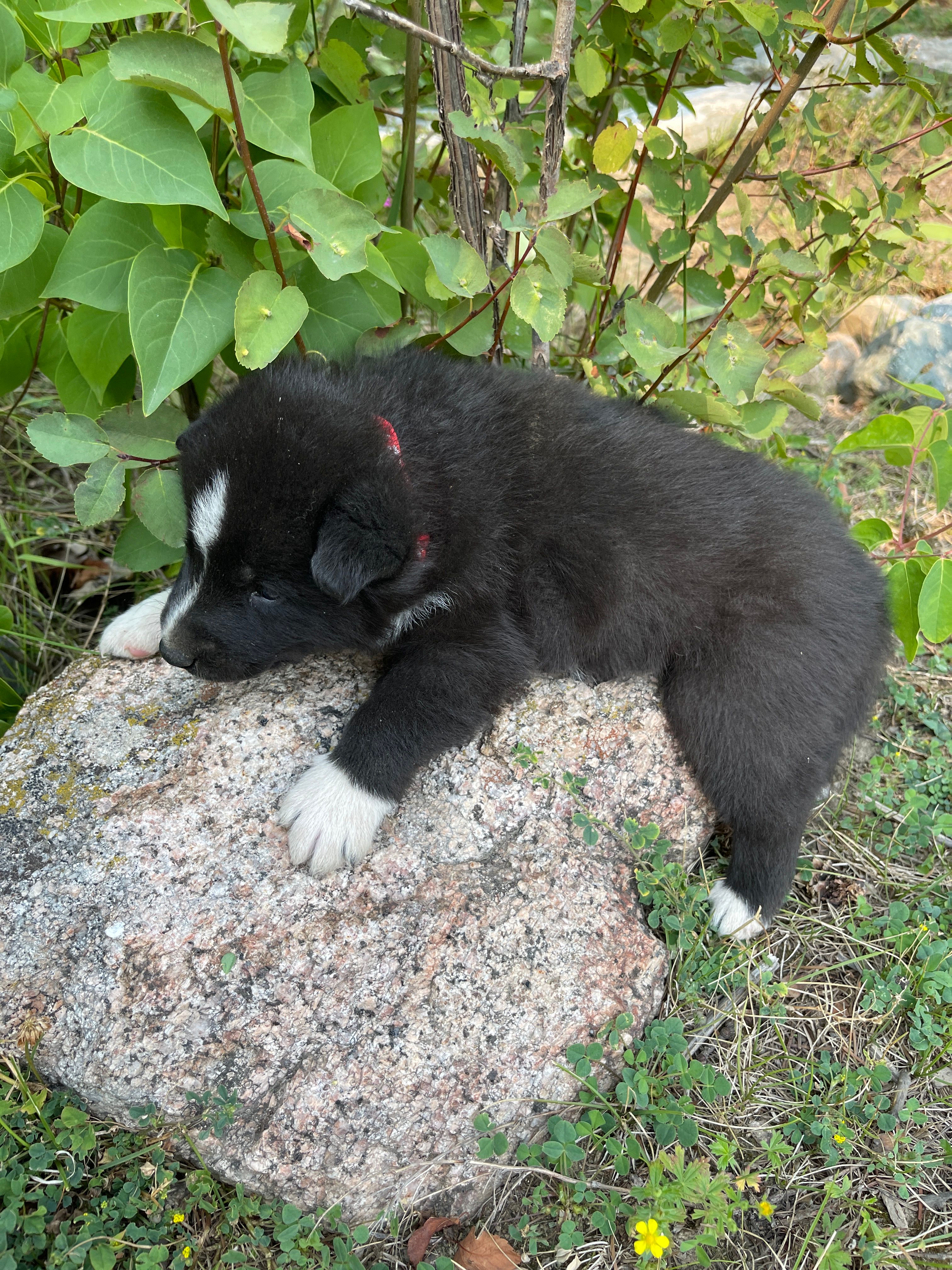 2. Red collar