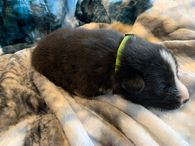 3. Light Green Collar