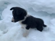 3. Orange collar