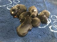 Puppies