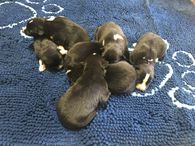 Puppies