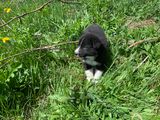 5. Light Blue Collar