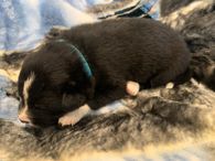 5. Teal Collar 
