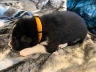 6. Orange Collar
