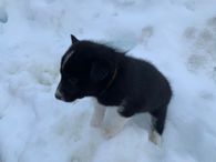 6. Orange Collar