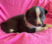 6. Pink Collar