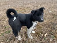 8. Red Collar