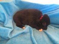1. Red Collar