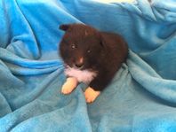 2. Orange Collar