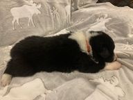 3 Orange Collar