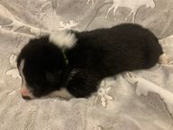 4 Light Green Collar