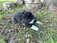2. Orange Collar