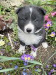 7. Purple Collar