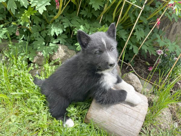 Light Blue Collar-Female