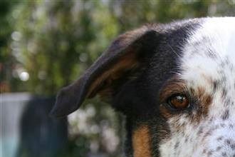 Ozys Croisé Akita  10 octobre 2002 - 12 aout 2015