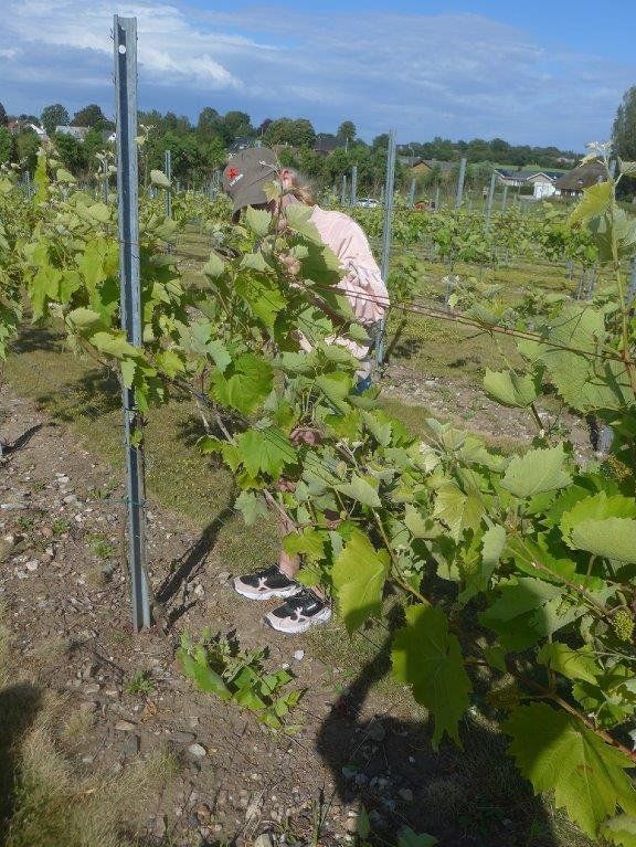 Markarbejde juli 2019