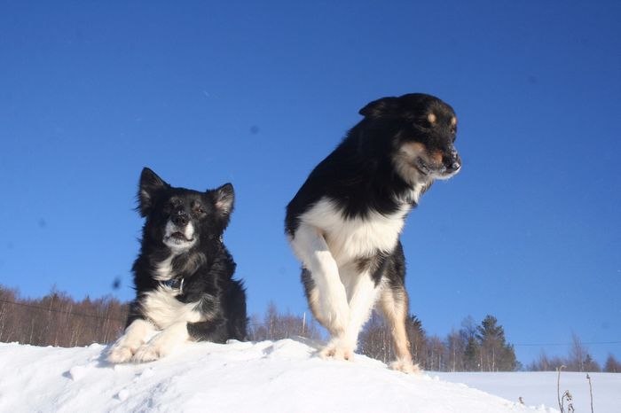 Yippiii og Olando  Foreldre til Helios , Hiawatha, Hero A, Hero B og Heier