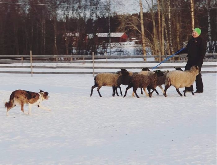 Bårvas Noisy  Fri HD og AD
hun er fri på alle tester, utenom IGS, det bærer hun fra sin far. 
Hun bæer brindle, sadel back og sobel. 