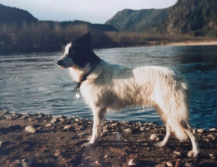 Peggy var min første Border Collie, Hun kom til meg i 1975