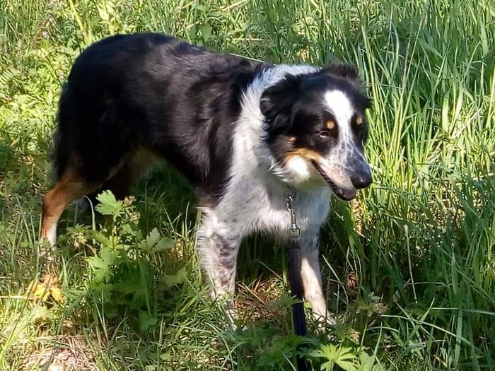 Bårvas Igor ( Gizzmo)
