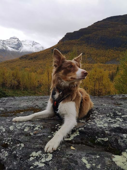 Bårvas Perfect Petite