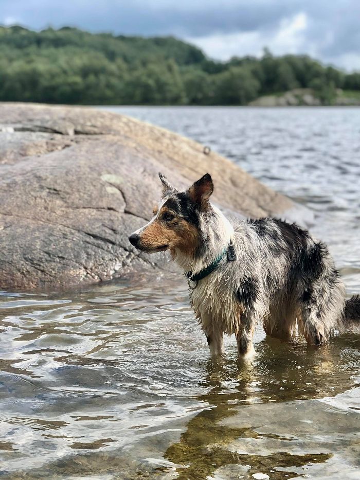 Bårvas Ookami